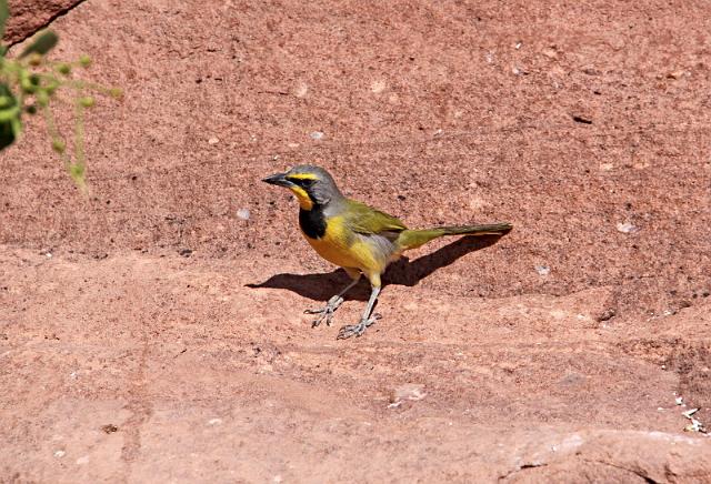 129 Twijfelfontein, Damaraland, bokmakierie.JPG